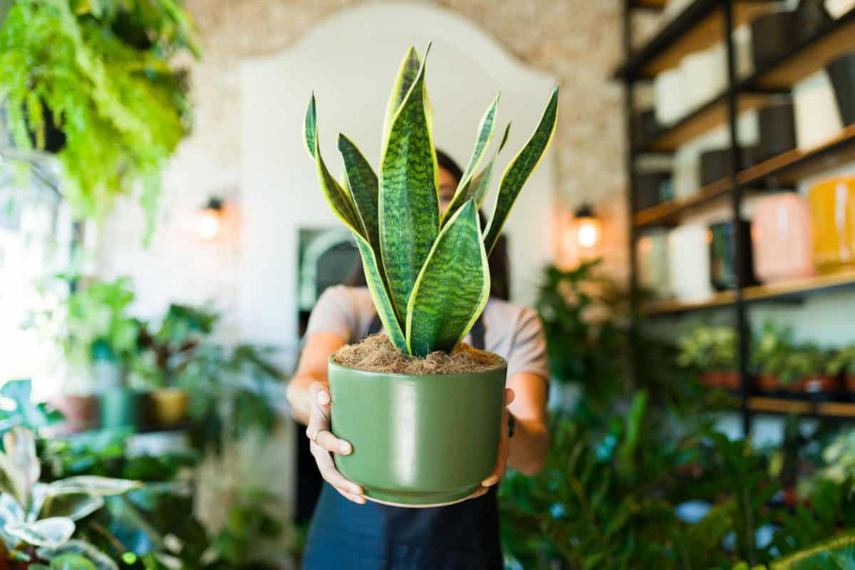 Limba soacrei, sansevieria sau planta sarpe - ingrijirea acestei plante remarcabile
