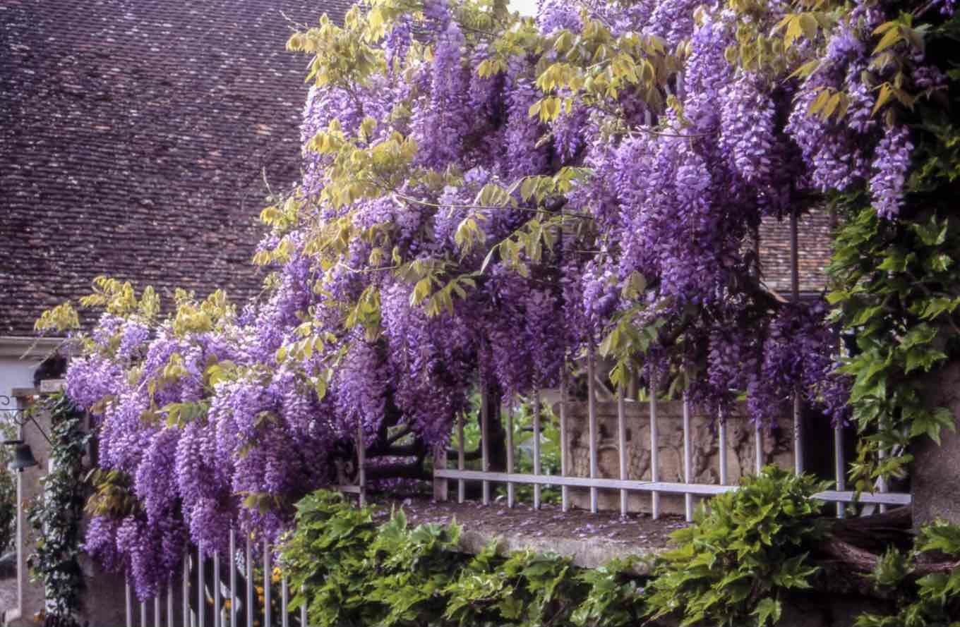 Plante agatatoare (glicina plantata langa un gard, wisteria mov, casa veche)