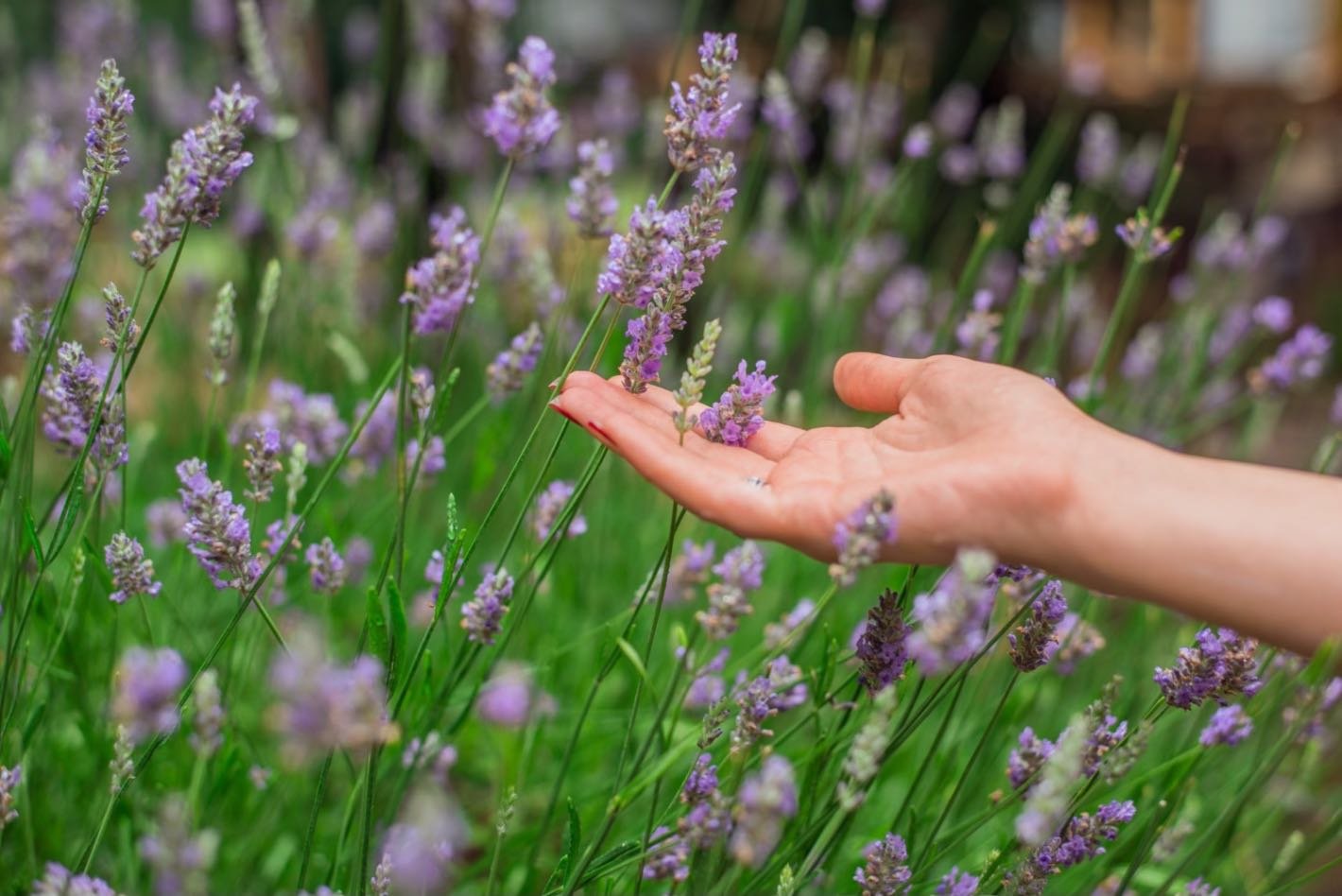 Plante rezistente la soare (femeie care atinge flori de lavanda, flori mov, tufa bogata)