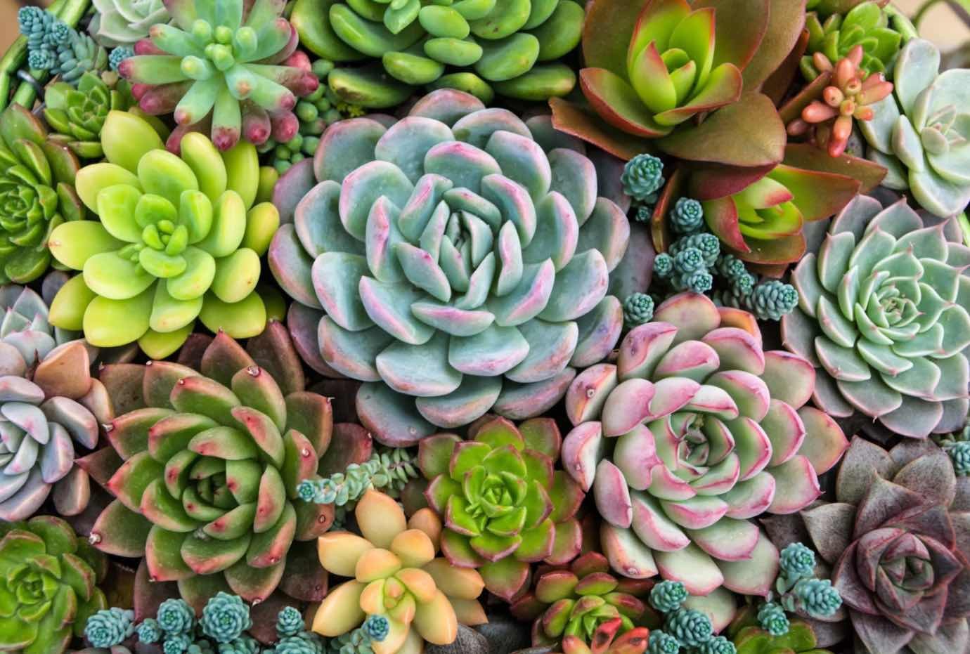 Plante suculente (plante suculente de diferite culori, frunze colorate, rozete carnoase)
