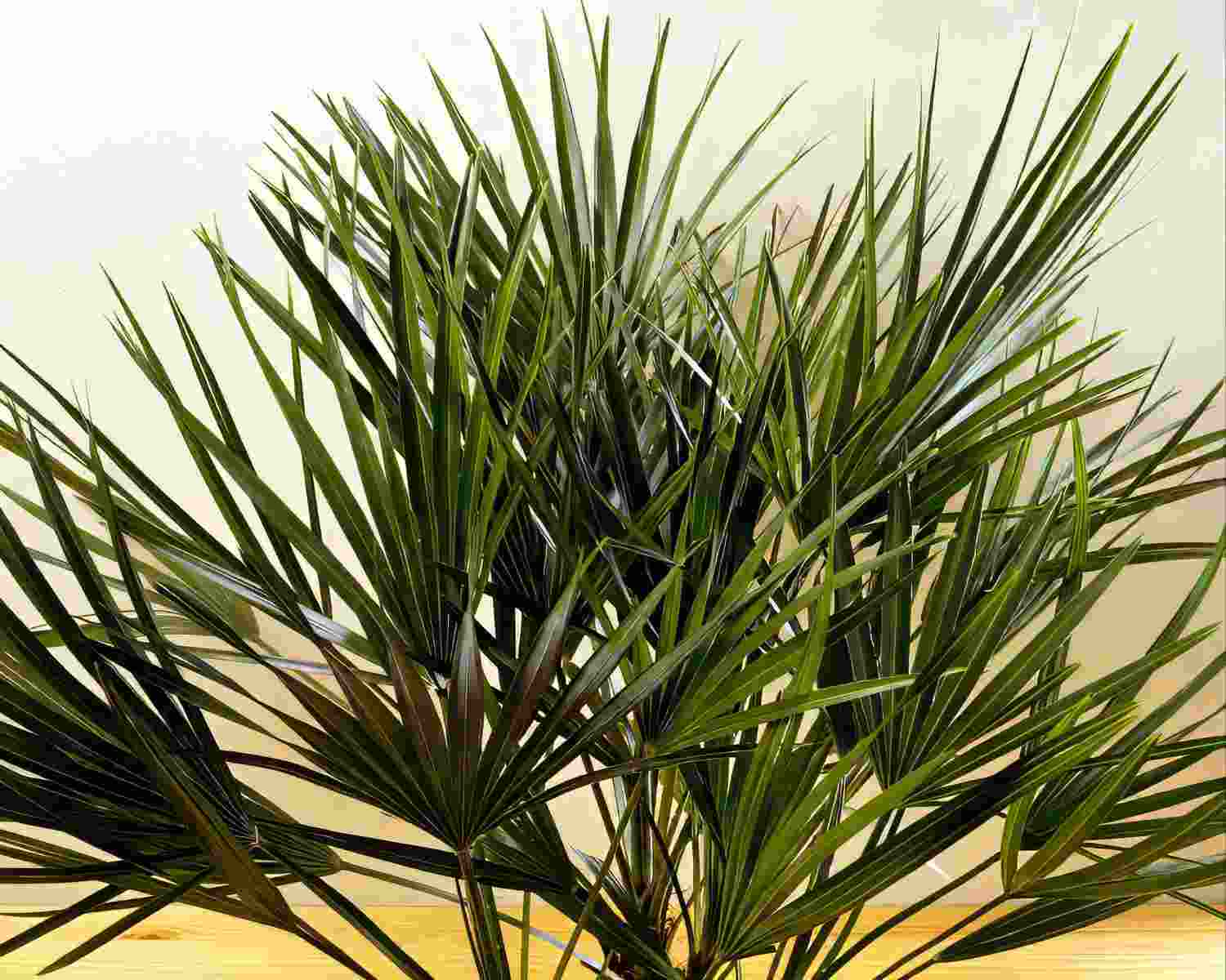 Yucca - ghid complet de ingrijire si cultivare a plantei de gradina si apartament
