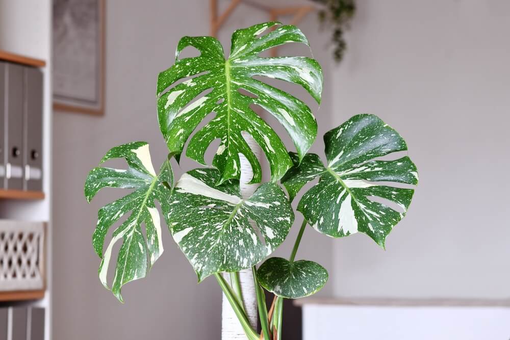 philodendron brasil pink Alocasia Pink Princess Rare Plant 3